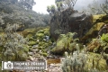 20180711rwenzori_358