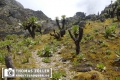 20180713rwenzori_258