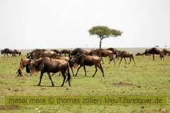 13.09.2017 - Masai Mara Kenya