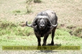 2017masai-mara-1_620