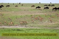 2017masai-mara-1_625