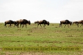 2017masai-mara-1_627