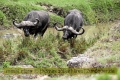 2017masai-mara-1_631