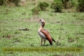 2017masai-mara-1_632