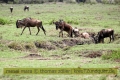 2017masai-mara-1_634