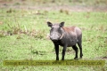 2017masai-mara-1_636