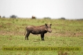 2017masai-mara-1_637