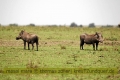 2017masai-mara-1_638