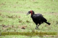 2017masai-mara-1_640