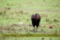 2017masai-mara-1_641