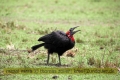 2017masai-mara-1_642