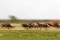 2017masai-mara-1_644