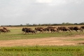 2017masai-mara-1_645