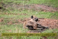 2017masai-mara-1_649