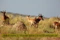 2017masai-mara-1_655