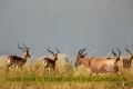 2017masai-mara-1_656