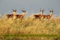 2017masai-mara-1_657