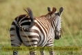 2017masai-mara-1_658