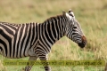 2017masai-mara-1_659