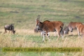 2017masai-mara-1_660