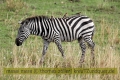 2017masai-mara-1_661