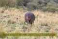 2017masai-mara-1_663