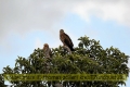 2017masai-mara-1_664