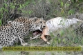 2017masai-mara-1_666