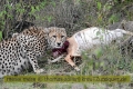 2017masai-mara-1_667