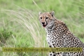 2017masai-mara-1_669