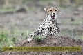 2017masai-mara-1_672