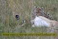 2017masai-mara-1_675