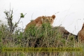 2017masai-mara-1_676