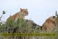 2017masai-mara-1_677