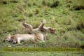 2017masai-mara-1_681