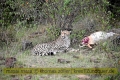 2017masai-mara-1_685