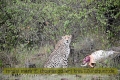 2017masai-mara-1_686