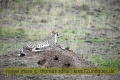 2017masai-mara-1_690