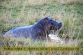 2017masai-mara-1_693