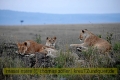 2017masai-mara-1_696