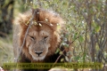 2017masai-mara-2_625