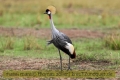 2017masai-mara-2_633