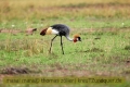 2017masai-mara-2_634