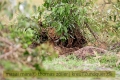 2017masai-mara-2_635