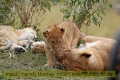 2017masai-mara-2_636