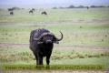 2017masai-mara-2_683