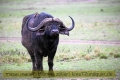 2017masai-mara-2_684