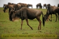 2017masai-mara-2_688