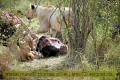 2017masai-mara-2_692