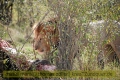 2017masai-mara-2_696